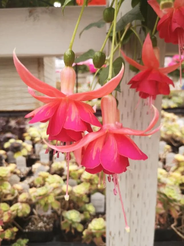 Dancing Flame Fuchsia Live Plant – Bi-Color Flowering – 6" Pot – Shade-Loving Outdoor - Image 1