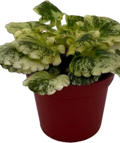 Dandelion Micro Miniature African Violet Live Plant - 2" Pot - Variegated Foliage - Indoor - Image 2