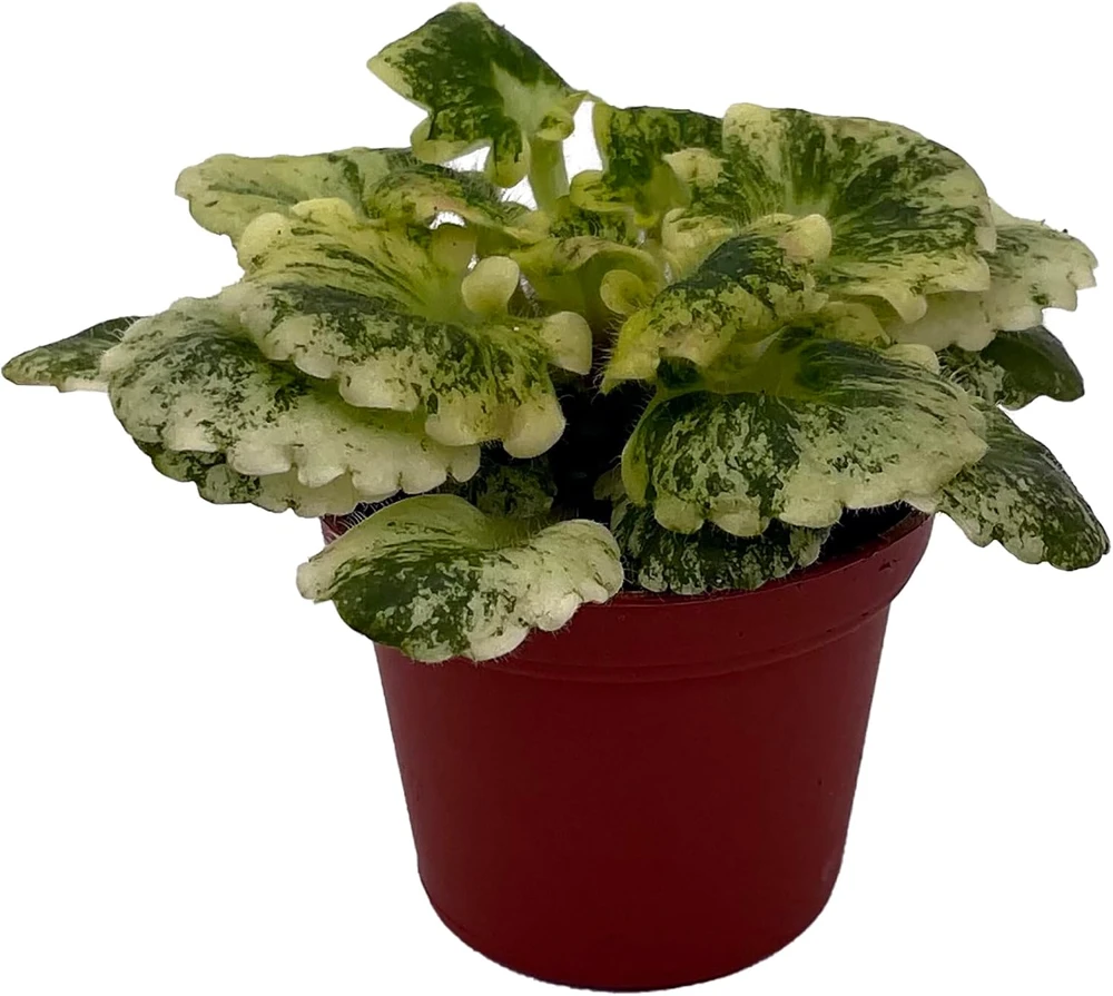 Dandelion Micro Miniature African Violet Live Plant - 2" Pot - Variegated Foliage - Indoor - Image 2