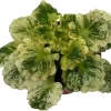 Dandelion Micro Miniature African Violet Live Plant - 2" Pot - Variegated Foliage - Indoor - Image 1