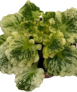 Dandelion Micro Miniature African Violet Live Plant - 2