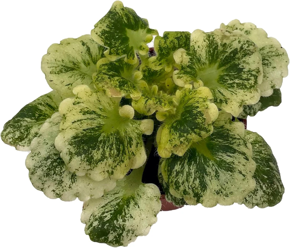 Dandelion Micro Miniature African Violet Live Plant - 2" Pot - Variegated Foliage - Indoor - Image 1