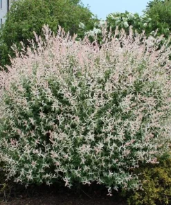 Dappled Willow Live Plant – Salix integra 'Hakuro Nishiki' – 6-12 Inch Tall in 2.5
