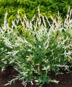 Dappled Willow Live Plant – Salix integra 'Hakuro Nishiki' – 6-12 Inch Tall in 2.5