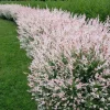 Dappled Willow Live Plant – Salix integra 'Hakuro Nishiki' – 6-12 Inch Tall in 2.5" Pot – Outdoor Shrub - Image 1