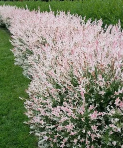 Dappled Willow Live Plant – Salix integra 'Hakuro Nishiki' – 6-12 Inch Tall in 2.5