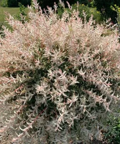 Dappled Willow Live Plants - Set of 2, Hakuro Nishiki, 6-12 inch Tall, 2.5