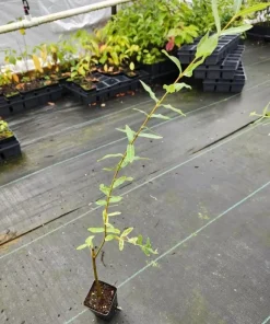 Dappled Willow Live Plants - Set of 2, Hakuro Nishiki, 6-12 inch Tall, 2.5