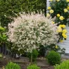 Dappled Willow Live Plants - Set of 2, Hakuro Nishiki, 6-12 inch Tall, 2.5" Pot - Image 1