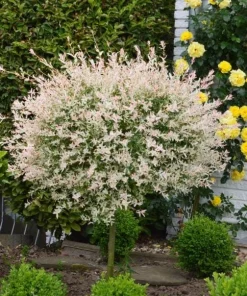 Dappled Willow Live Plants - Set of 2, Hakuro Nishiki, 6-12 inch Tall, 2.5