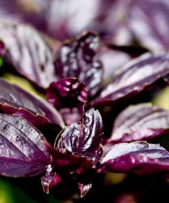 Dark Opal Basil Seeds - 500 Purple Ruffles Herb Seeds for Culinary & Ornamental Gardens - Image 2