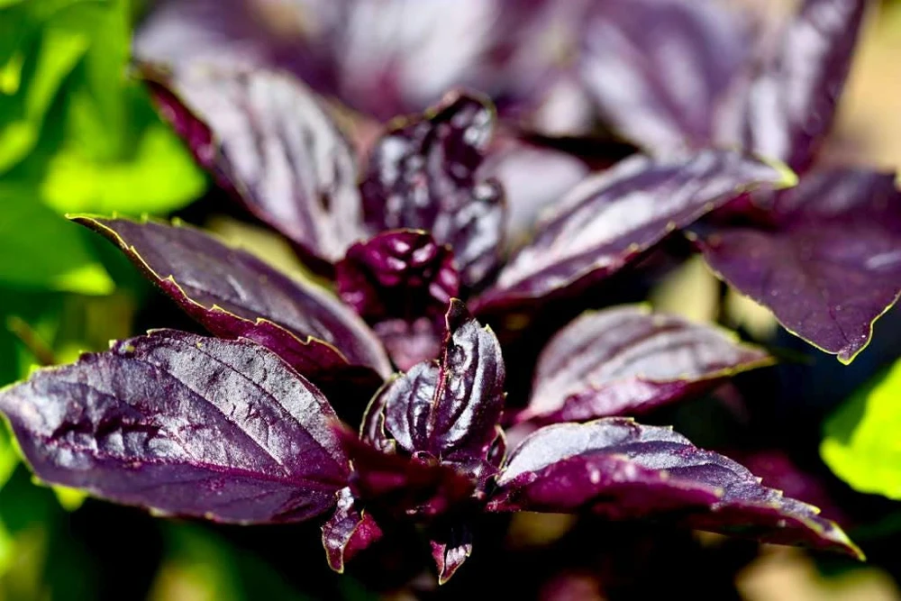 Dark Opal Basil Seeds - 500 Purple Ruffles Herb Seeds for Culinary & Ornamental Gardens - Image 2