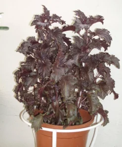 Dark Opal Basil Seeds - 500 Purple Ruffles Herb Seeds for Culinary & Ornamental Gardens - Image 3