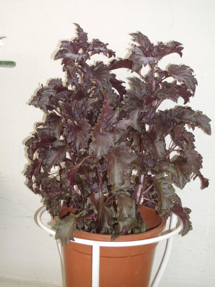 Dark Opal Basil Seeds - 500 Purple Ruffles Herb Seeds for Culinary & Ornamental Gardens - Image 3