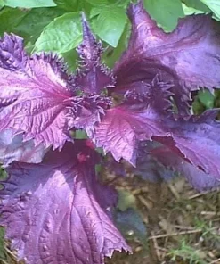Dark Opal Basil Seeds - 500 Purple Ruffles Herb Seeds for Culinary & Ornamental Gardens - Image 4
