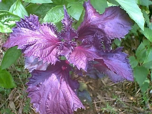Dark Opal Basil Seeds - 500 Purple Ruffles Herb Seeds for Culinary & Ornamental Gardens - Image 4