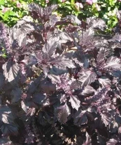 Dark Opal Basil Seeds - 500 Purple Ruffles Herb Seeds for Culinary & Ornamental Gardens - Image 5