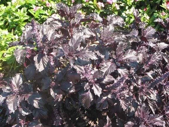 Dark Opal Basil Seeds - 500 Purple Ruffles Herb Seeds for Culinary & Ornamental Gardens - Image 5