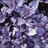 Dark Opal Basil Seeds - 500 Purple Ruffles Herb Seeds for Culinary & Ornamental Gardens - Image 1
