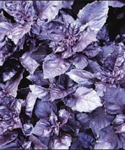 Dark Opal Basil Seeds - 500 Purple Ruffles Herb Seeds for Culinary & Ornamental Gardens - Image 1