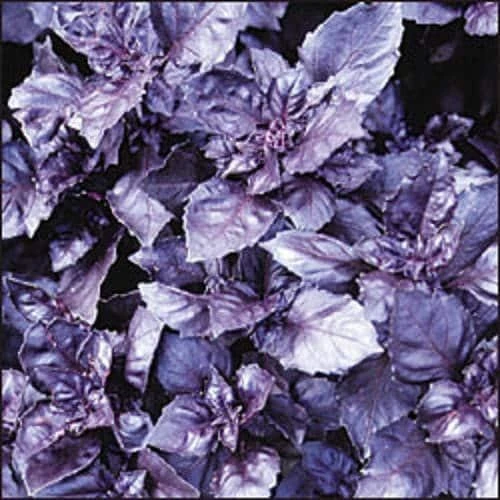 Dark Opal Basil Seeds - 500 Purple Ruffles Herb Seeds for Culinary & Ornamental Gardens - Image 1