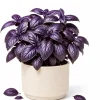 Dark Purple Basil Live Plant - 3 Inch Pot, 2-4 Inch Tall, Fragrant Herb - Image 1