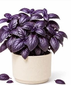 Dark Purple Basil Live Plant - 3 Inch Pot, 2-4 Inch Tall, Fragrant Herb - Image 1
