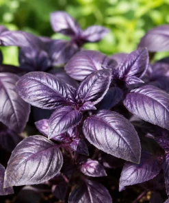 Dark Purple Basil Live Plant - 3 Inch Pot, 2-4 Inch Tall, Fragrant Herb - Image 3