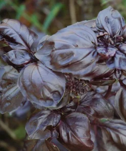 Dark Purple Basil Live Plant – Aromatic Culinary Herb, 3 inch Pot – Edible Purple Leaves - Image 2