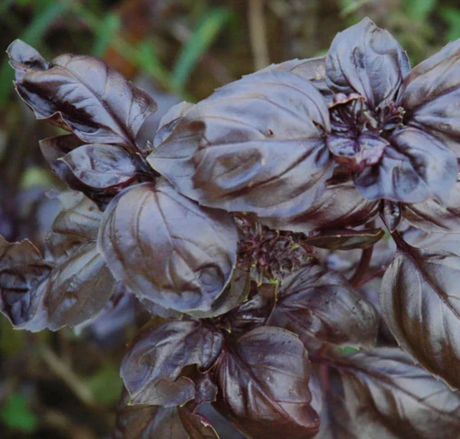 Dark Purple Basil Live Plant – Aromatic Culinary Herb, 3 inch Pot – Edible Purple Leaves - Image 2