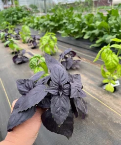 Dark Purple Basil Live Plant – Aromatic Culinary Herb, 3 inch Pot – Edible Purple Leaves - Image 3