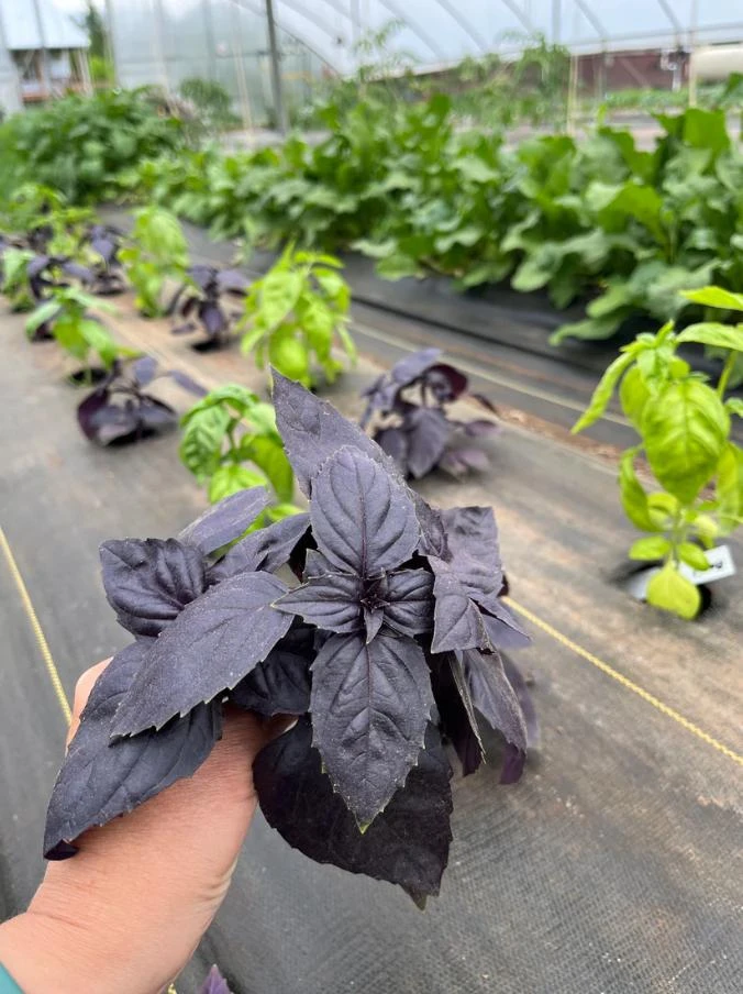 Dark Purple Basil Live Plant – Aromatic Culinary Herb, 3 inch Pot – Edible Purple Leaves - Image 3