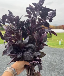 Dark Purple Basil Live Plant – Aromatic Culinary Herb, 3 inch Pot – Edible Purple Leaves - Image 4