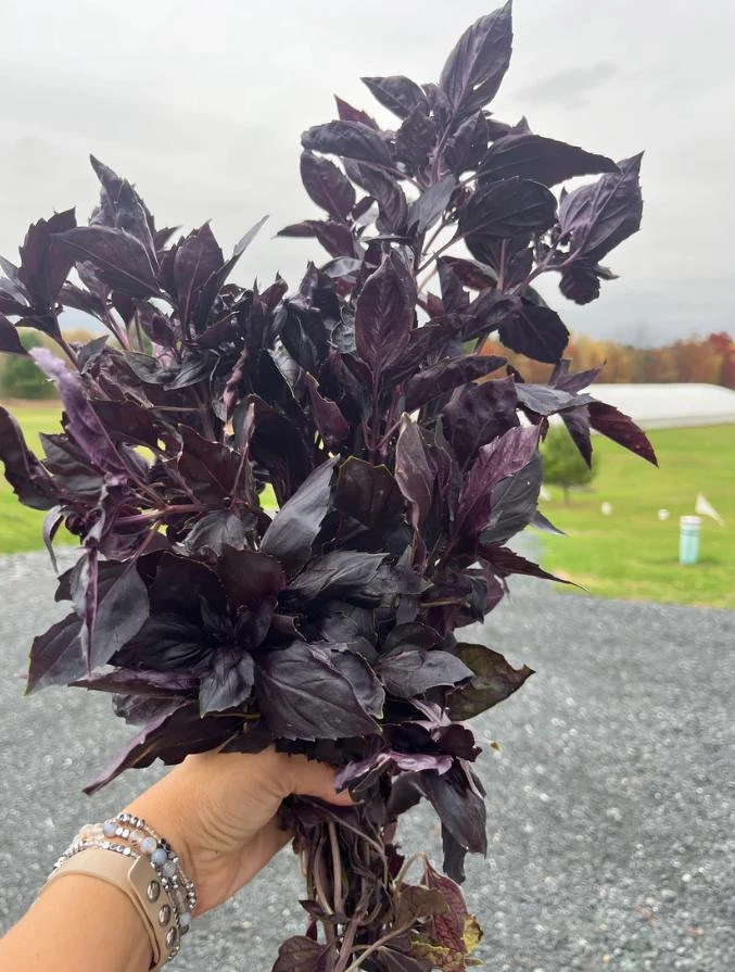 Dark Purple Basil Live Plant – Aromatic Culinary Herb, 3 inch Pot – Edible Purple Leaves - Image 4