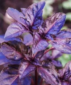 Dark Purple Basil Live Plant – Aromatic Culinary Herb, 3 inch Pot – Edible Purple Leaves - Image 5