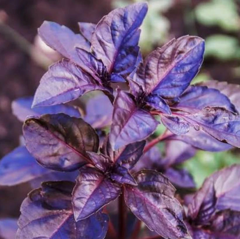 Dark Purple Basil Live Plant – Aromatic Culinary Herb, 3 inch Pot – Edible Purple Leaves - Image 5