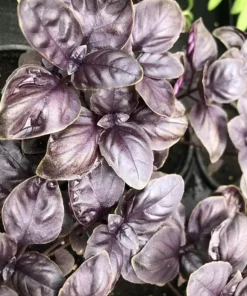 Dark Purple Basil Live Plant – Aromatic Culinary Herb, 3 inch Pot – Edible Purple Leaves - Image 6