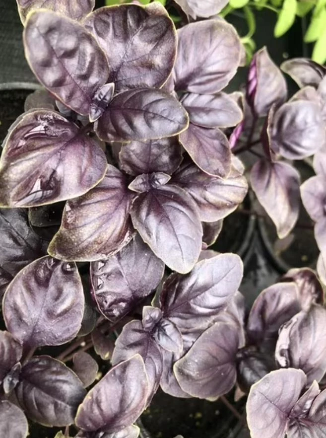 Dark Purple Basil Live Plant – Aromatic Culinary Herb, 3 inch Pot – Edible Purple Leaves - Image 6