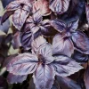 Dark Purple Basil Live Plant – Aromatic Culinary Herb, 3 inch Pot – Edible Purple Leaves - Image 1
