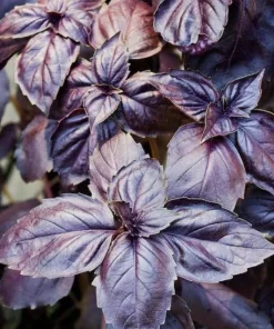 Dark Purple Basil Live Plant – Aromatic Culinary Herb, 3 inch Pot – Edible Purple Leaves - Image 1