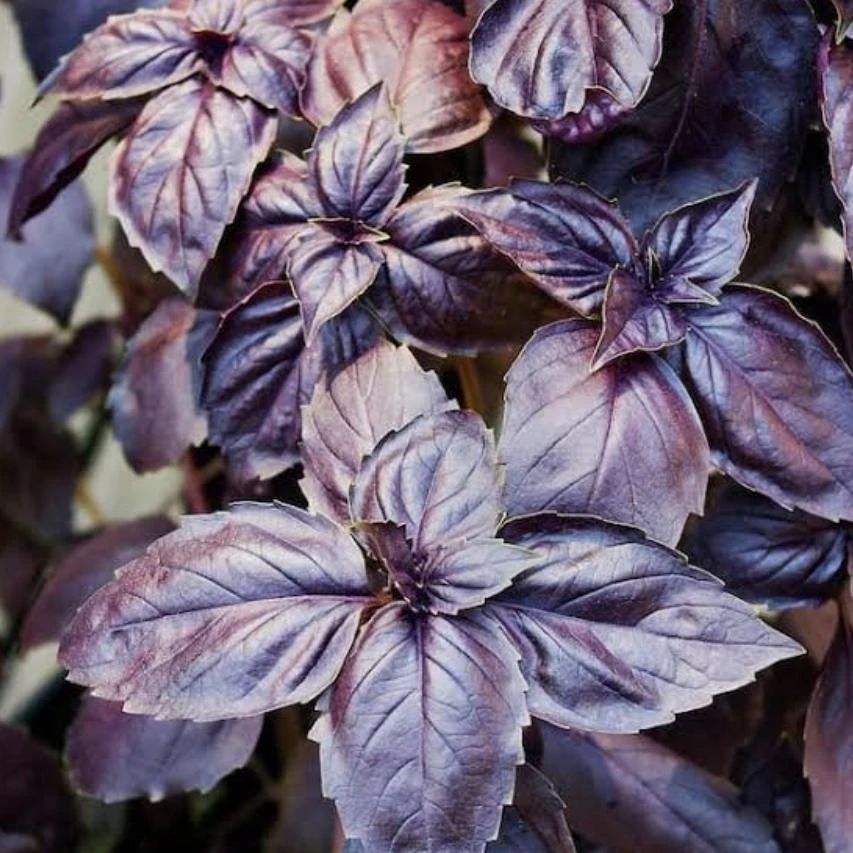 Dark Purple Basil Live Plant – Aromatic Culinary Herb, 3 inch Pot – Edible Purple Leaves - Image 1