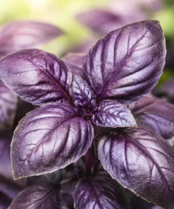 Dark Purple Basil Live Plant Set, 2 Plants, 3 Inch Pot, 2-4 Inch Tall - Image 1