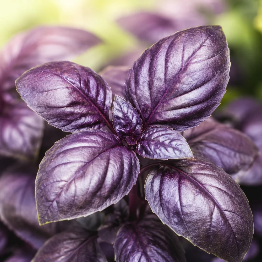 Dark Purple Basil Live Plant Set, 2 Plants, 3 Inch Pot, 2-4 Inch Tall - Image 1