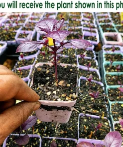 Dark Purple Basil Live Plant Set, 2 Plants, 3 Inch Pot, 2-4 Inch Tall - Image 2