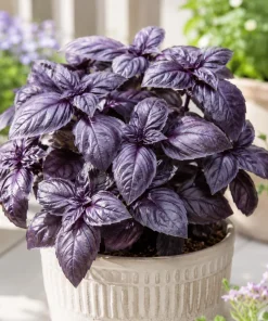 Dark Purple Basil Live Plant Set, 2 Plants, 3 Inch Pot, 2-4 Inch Tall - Image 3