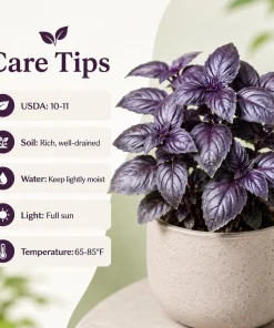 Dark Purple Basil Live Plant Set, 2 Plants, 3 Inch Pot, 2-4 Inch Tall - Image 5