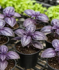 Dark Purple Basil Live Plant Set, 2 Plants, 3 Inch Pot, 2-4 Inch Tall - Image 6
