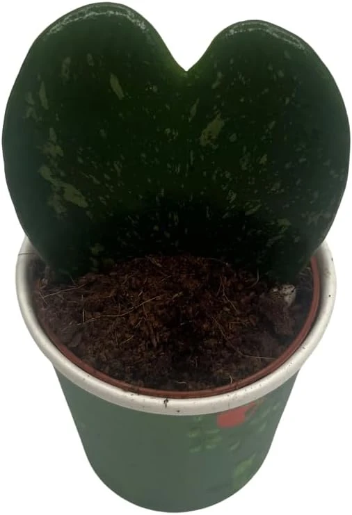 Dark Splash Heart Hoya Kerrii Live Plant – 2 inch Pot – Indoor Waxplant - Image 2