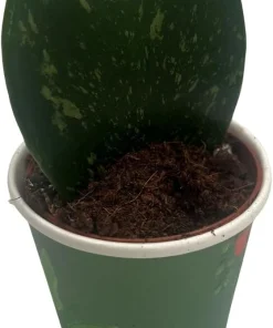 Dark Splash Heart Hoya Kerrii Live Plant – 2 inch Pot – Indoor Waxplant - Image 3