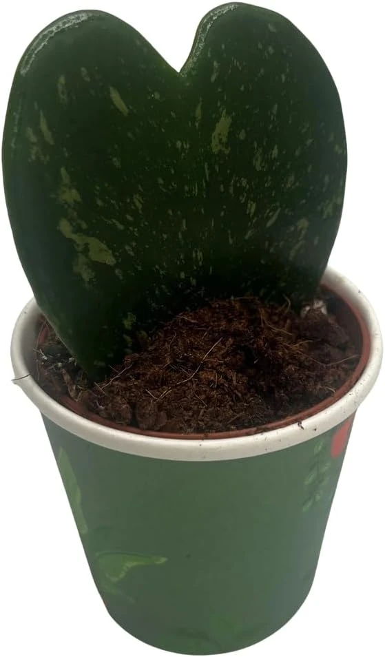 Dark Splash Heart Hoya Kerrii Live Plant – 2 inch Pot – Indoor Waxplant - Image 3